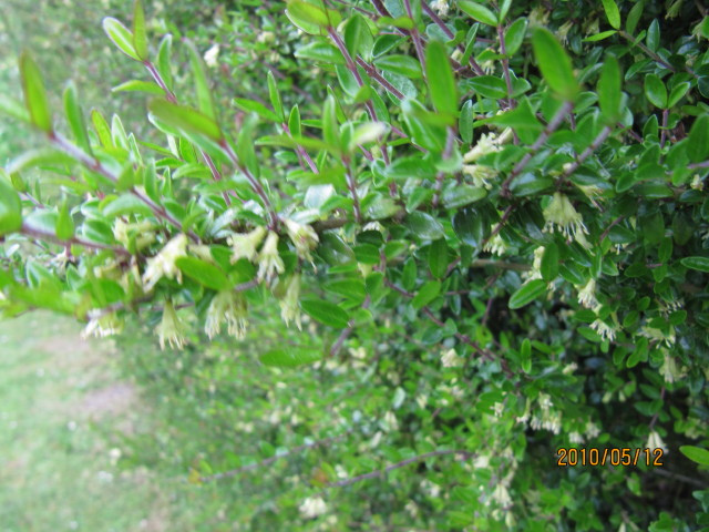 Chèvrefeuille arbustif