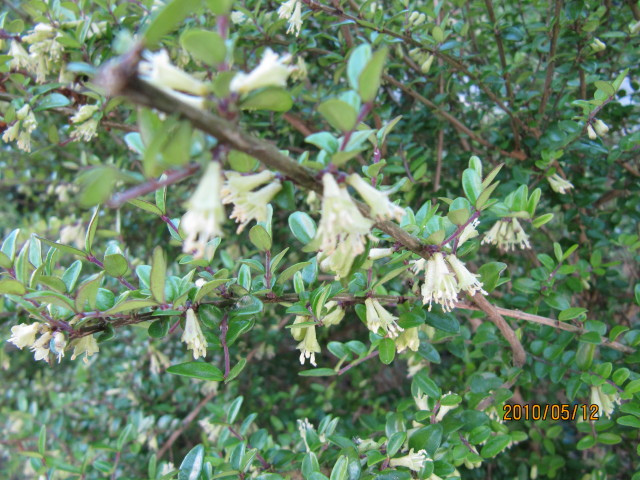 Chèvrefeuille arbustif