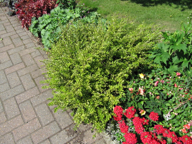 Chèvrefeuille arbustif