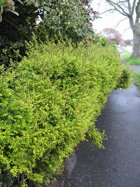 Chèvrefeuille arbustif