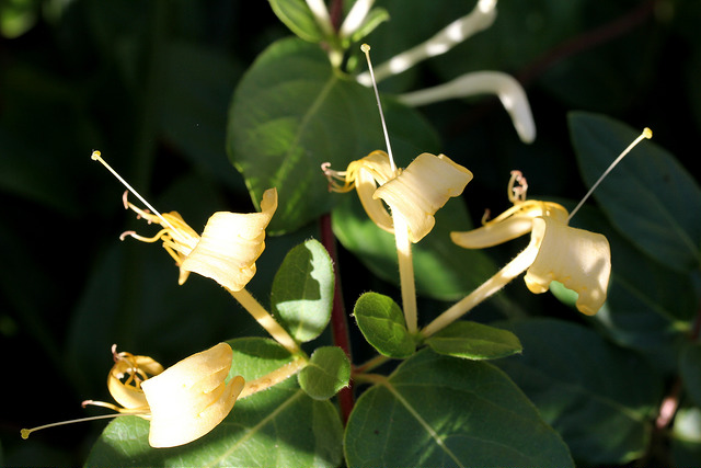 Chèvrefeuille des bois