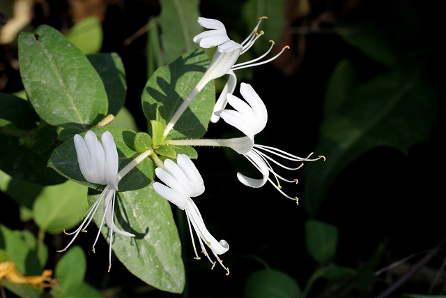Chèvrefeuille des bois
