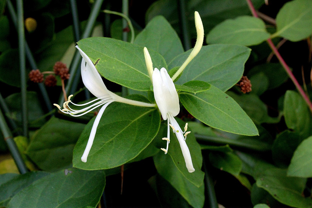 Chèvrefeuille des bois