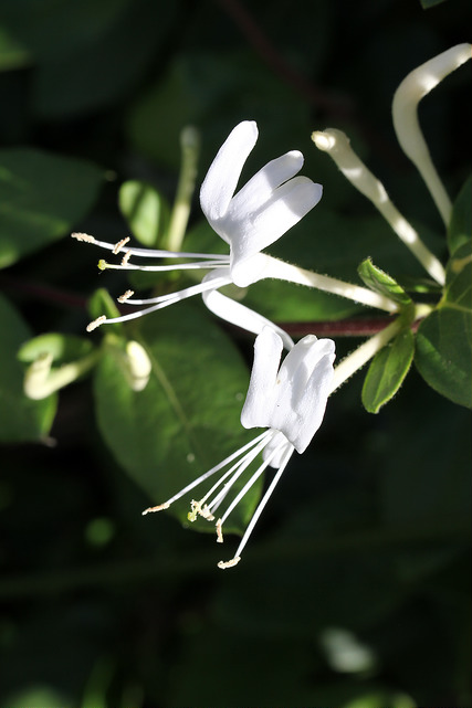 Chèvrefeuille des bois