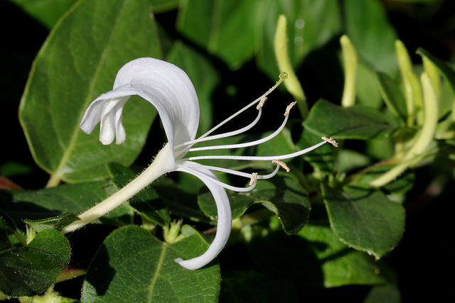 Chèvrefeuille des bois (Lonicera periclymenum)