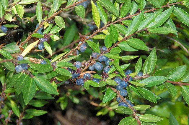 Chèvrefeuille cupule