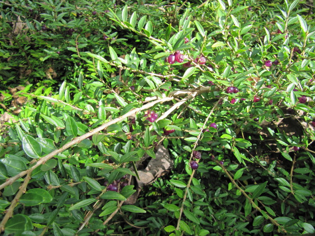 Chèvrefeuille cupule