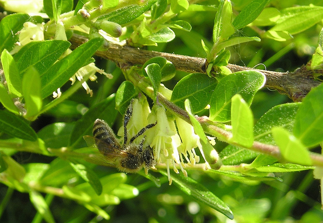Chèvrefeuille cupule