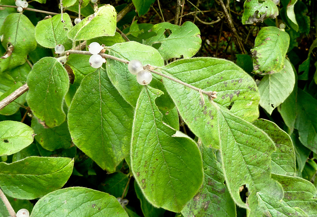 Lonicera quinquelocularis