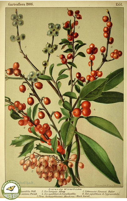 Lonicera quinquelocularis