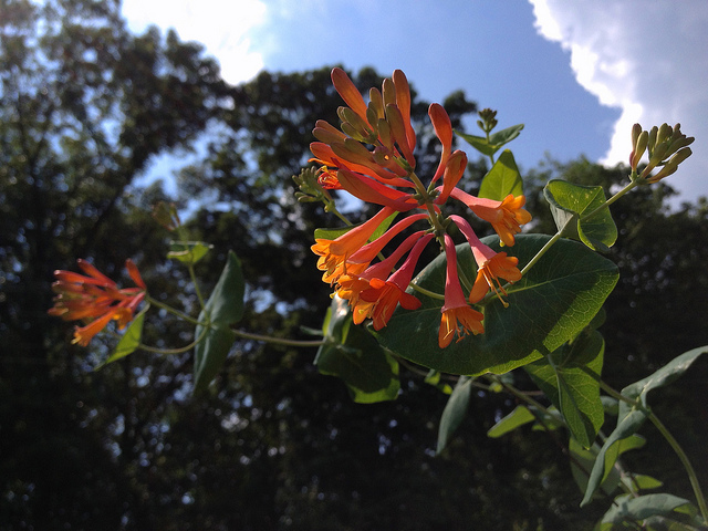 Chèvrefeuille de virginie (Lonicera sempervirens)