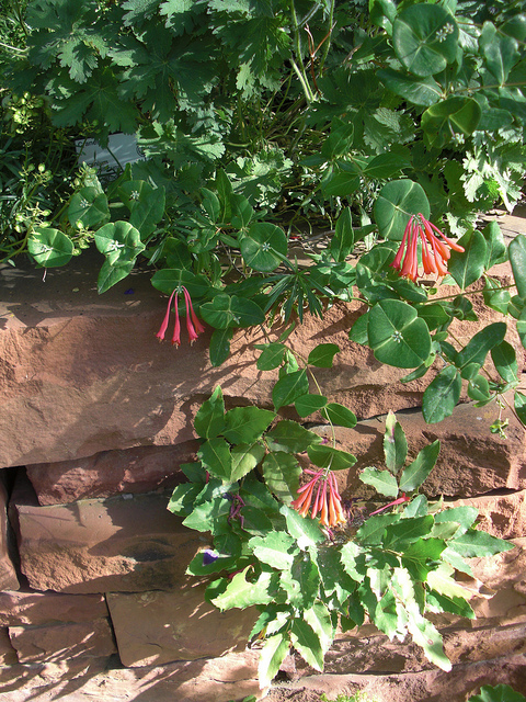 Chèvrefeuille de virginie