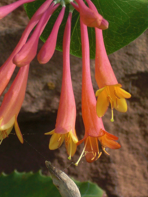 Chèvrefeuille de virginie