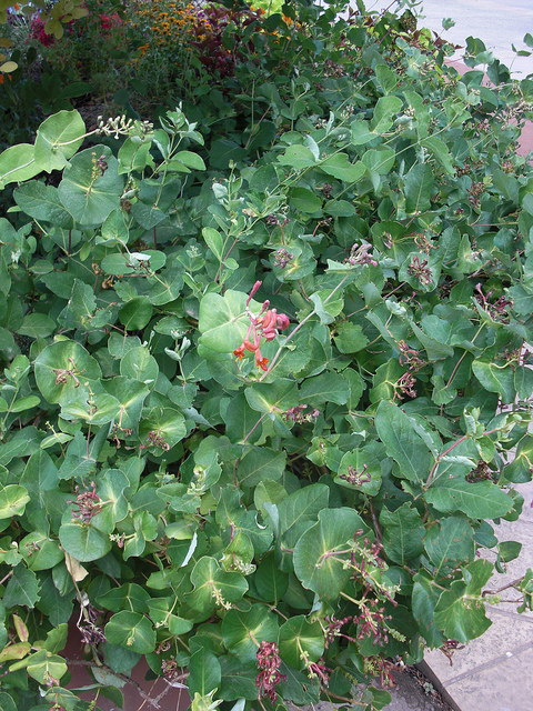 Chèvrefeuille de virginie