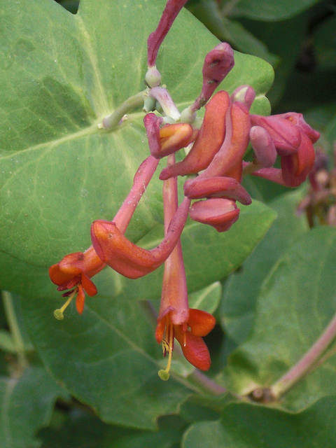 Chèvrefeuille de virginie