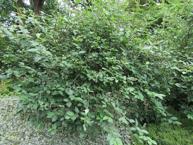 Lonicera setifera (Lonicera setifera)