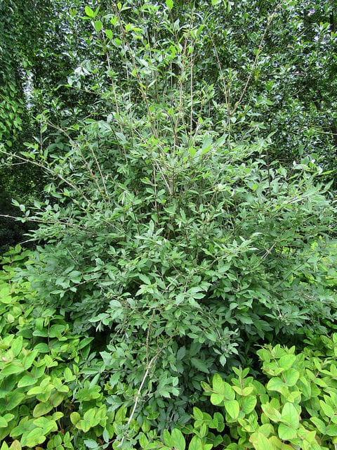 Lonicera setifera