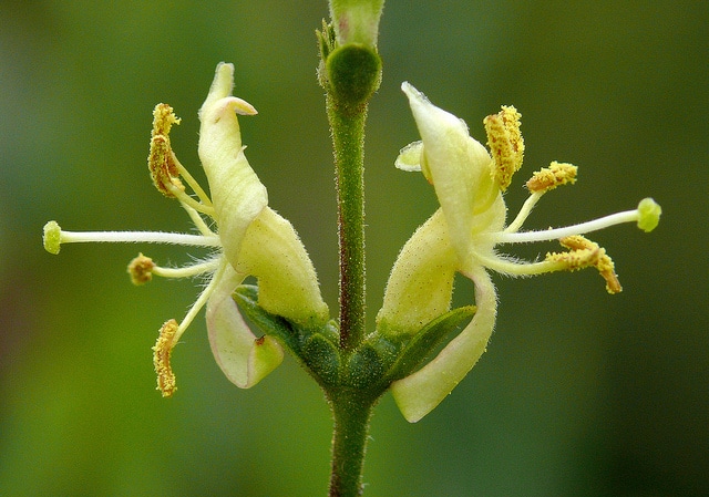 Lonicera subspicata