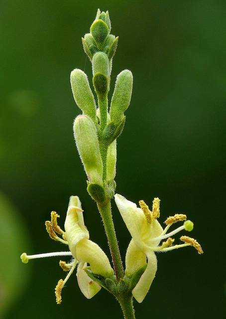Lonicera subspicata