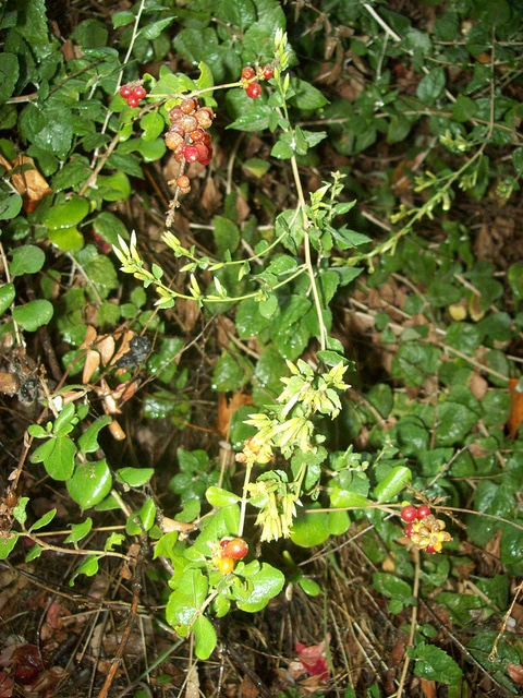 Lonicera subspicata