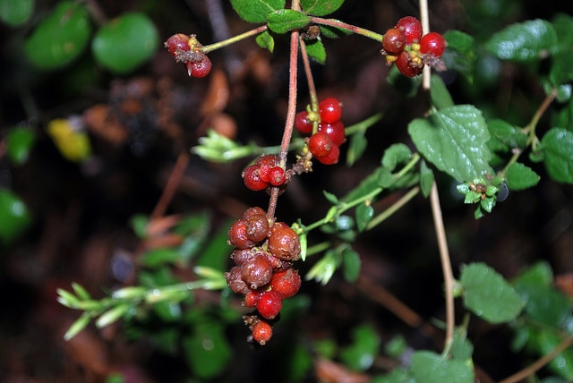 Lonicera subspicata
