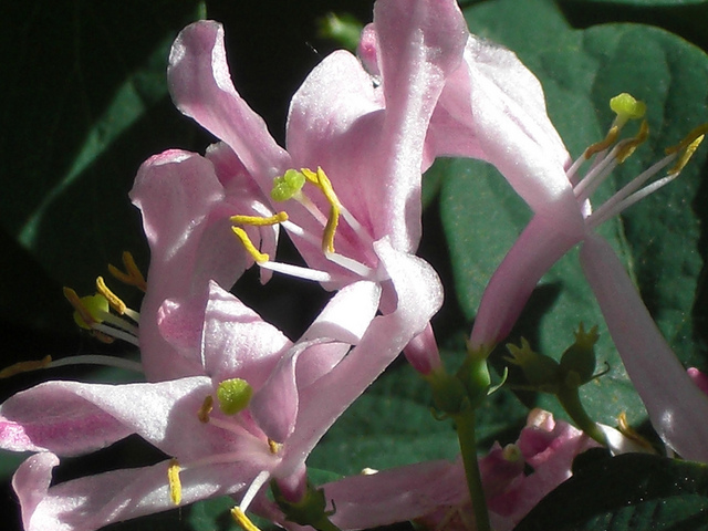 Chèvrefeuille de tartarie (Lonicera tatarica)