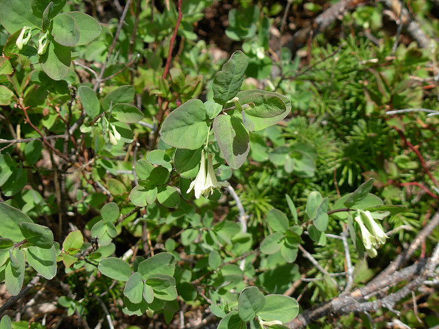 Lonicera utahensis