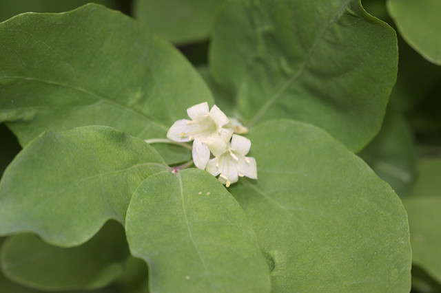 Lonicera utahensis