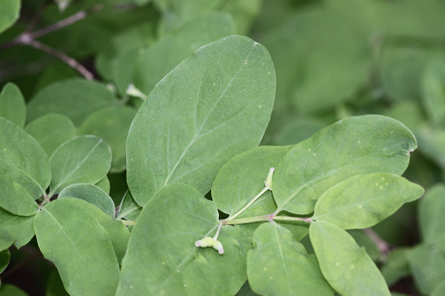 Lonicera utahensis