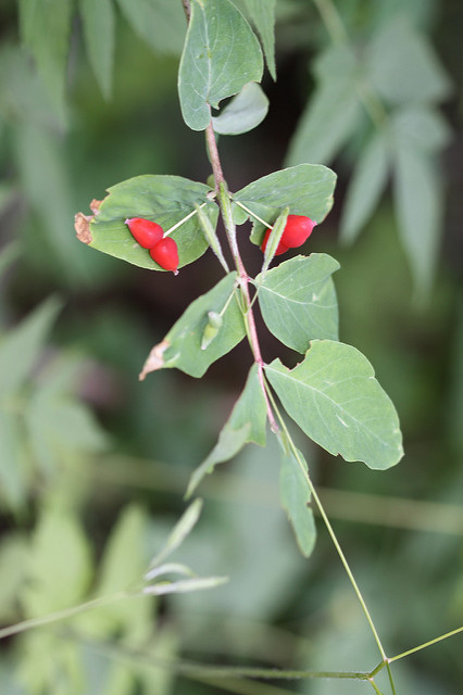 Lonicera utahensis
