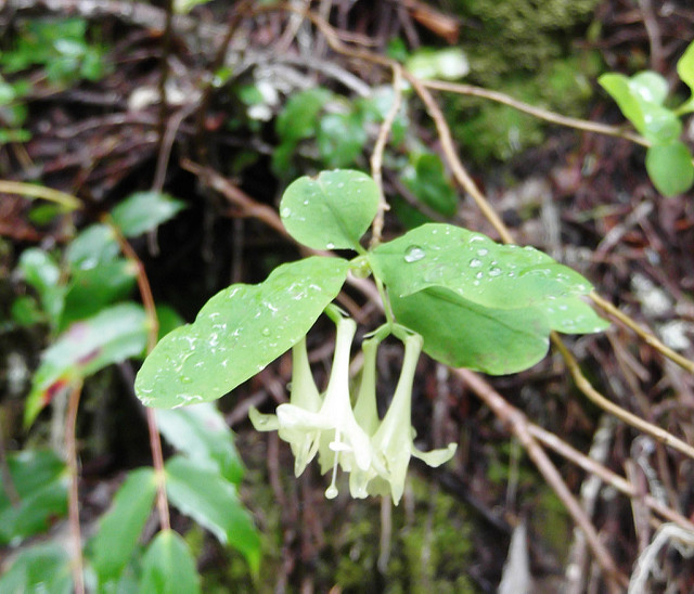 Lonicera utahensis