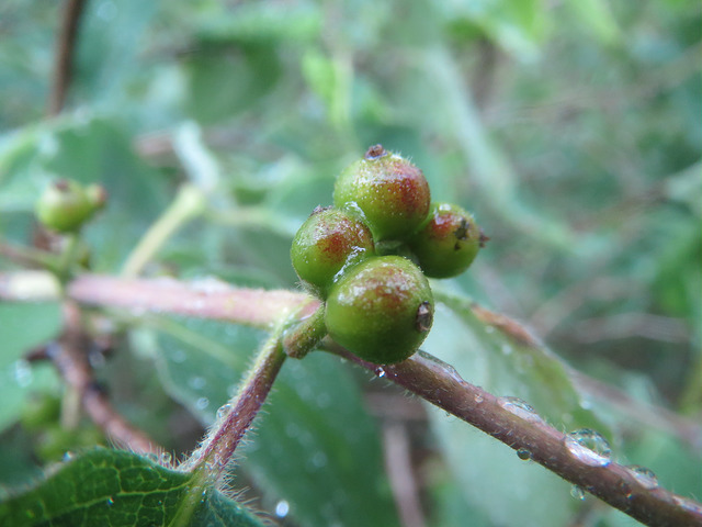 Chèvrefeuille des haies (Lonicera xylosteum)
