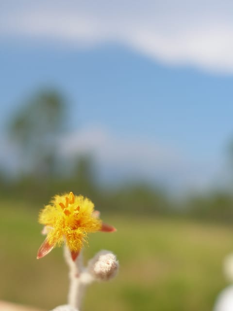 Lophiola aurea (Lophiola aurea)