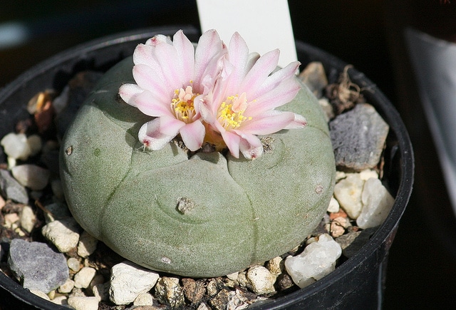 Peyotl (Lophophora williamsii)