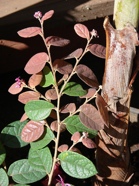 Loropétale de chine