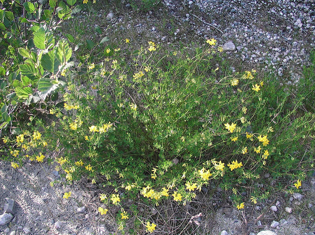 Lotier corniculé