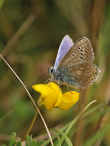 Lotier corniculé