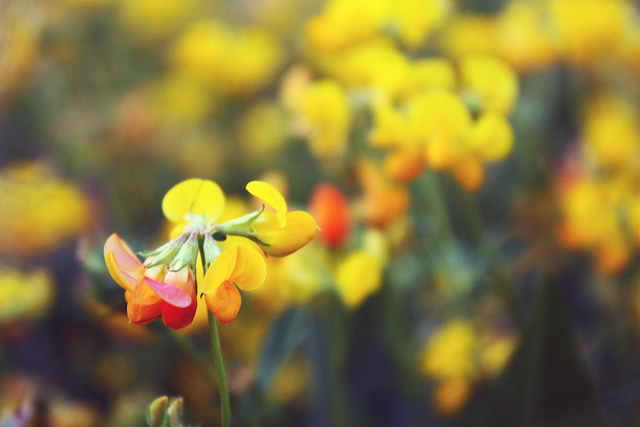Lotier corniculé (Lotus corniculatus)