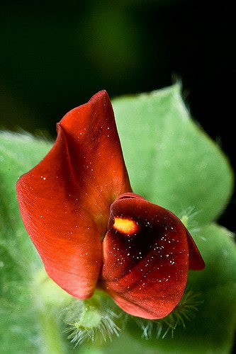 Pois asperge (Lotus tetragonolobus)