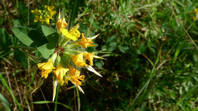 Lotier des fanges (Lotus uliginosus)