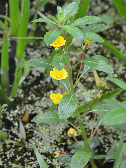 Jussie à grandes fleurs