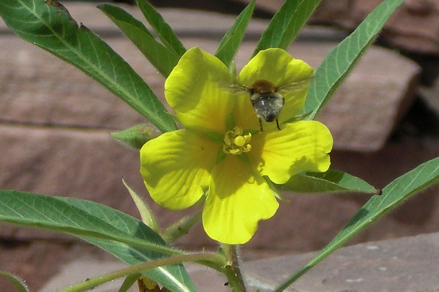 Jussie à grandes fleurs
