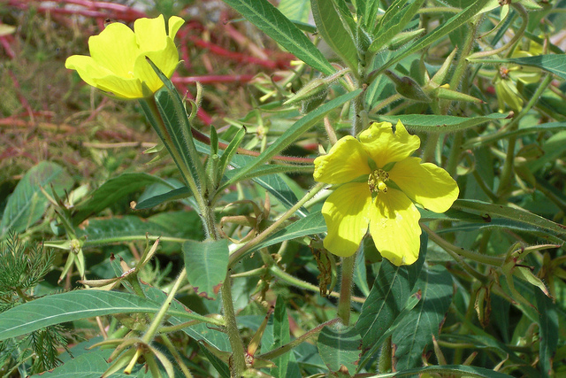 Jussie à grandes fleurs