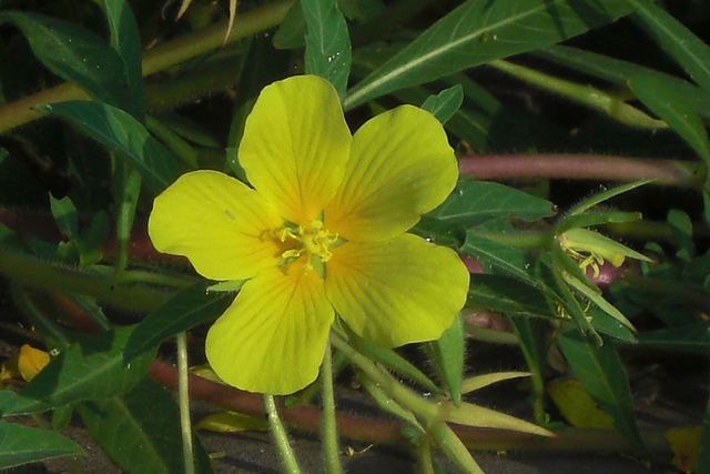 Jussie à grandes fleurs (Ludwigia grandiflora)