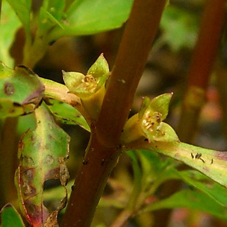 Ludwigie des marais (Ludwigia palustris)