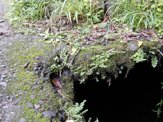 Ludwigie des marais
