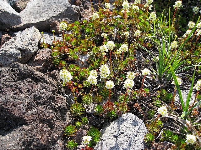 Luetkea pectinata
