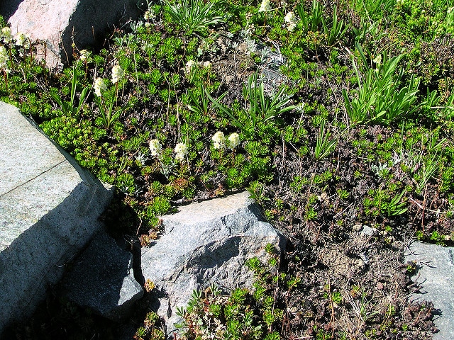Luetkea pectinata