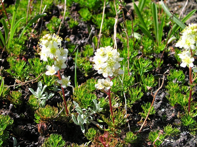 Luetkea pectinata