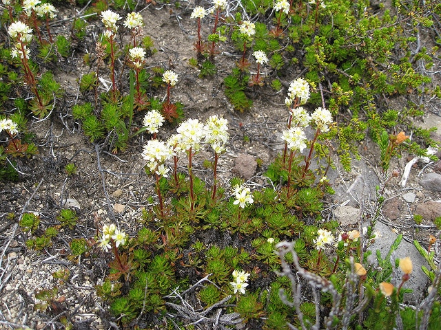 Luetkea pectinata